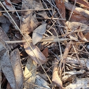 Taxeotis reserata at Bungendore, NSW - suppressed