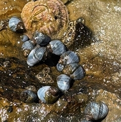 Austrolittorina unifasciata (Blue Australwink) at Malua Bay, NSW - 1 Oct 2024 by Hejor1