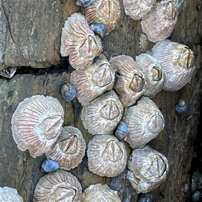 Tesseropora rosea (Rose-coloured Barnacle) at Malua Bay, NSW - 1 Oct 2024 by Hejor1