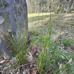 Juncus (genus) (A Rush) at Kangaroo Valley, NSW - 1 Oct 2024 by lbradley