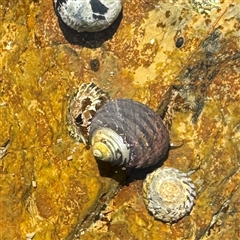 Austrocochlea sp. (Austrocochlea sp.) at Malua Bay, NSW - 1 Oct 2024 by Hejor1