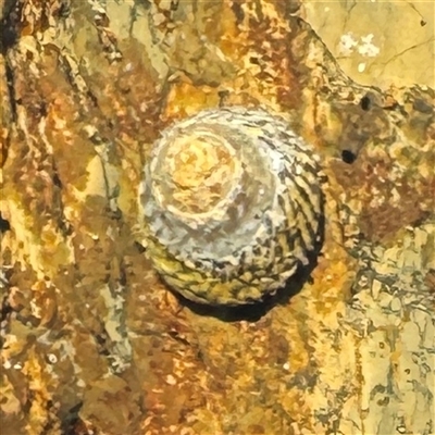 Bembicium nanum (Striped-mouth Conniwink) at Malua Bay, NSW - 1 Oct 2024 by Hejor1