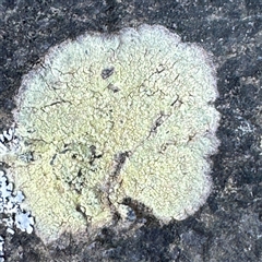 Lecanora elatinoides at Malua Bay, NSW - 1 Oct 2024 by Hejor1