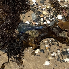 Physalia utriculus at Malua Bay, NSW - 1 Oct 2024 by Hejor1