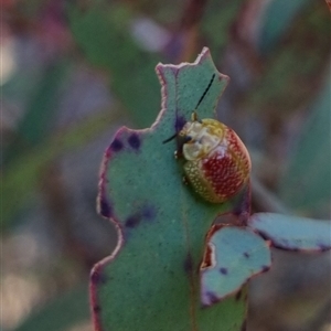 Paropsisterna fastidiosa at Bungendore, NSW - suppressed