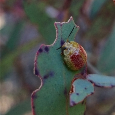 Paropsisterna fastidiosa (Eucalyptus leaf beetle) at Bungendore, NSW - 1 Oct 2024 by clarehoneydove