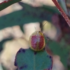 Paropsisterna fastidiosa at Bungendore, NSW - 1 Oct 2024