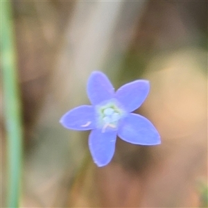 Wahlenbergia sp. at Surf Beach, NSW - 1 Oct 2024 12:24 PM