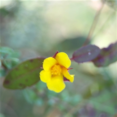 Hibbertia dentata (Twining Guinea Flower) at Surf Beach, NSW - 1 Oct 2024 by Hejor1