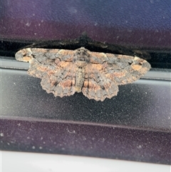 Pholodes sinistraria (Sinister or Frilled Bark Moth) at Surf Beach, NSW - 1 Oct 2024 by Hejor1