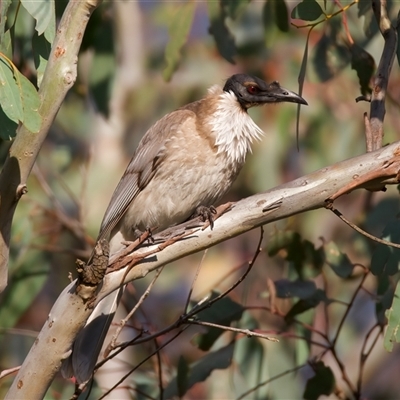 Philemon corniculatus (Noisy Friarbird) at Ainslie, ACT - 30 Sep 2024 by jb2602