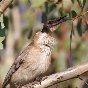 Philemon corniculatus at Ainslie, ACT - 30 Sep 2024