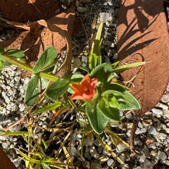 Lysimachia arvensis (Scarlet Pimpernel) at Surf Beach, NSW - 1 Oct 2024 by Hejor1