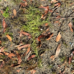 Cenchrus clandestinus (Kikuyu Grass) at Surf Beach, NSW - 1 Oct 2024 by Hejor1