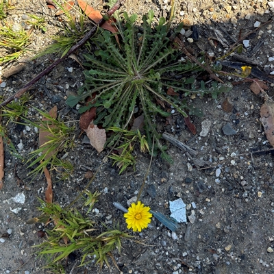 Hypochaeris radicata (Cat's Ear, Flatweed) at Surf Beach, NSW - 1 Oct 2024 by Hejor1