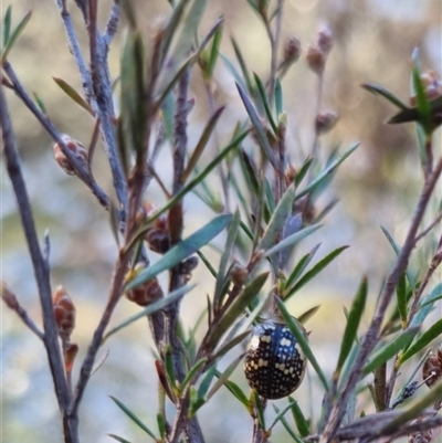 Paropsis pictipennis (Tea-tree button beetle) at Bungendore, NSW - 1 Oct 2024 by clarehoneydove