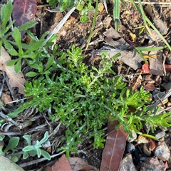 Facelis retusa (Trampweed) at Surf Beach, NSW - 1 Oct 2024 by Hejor1