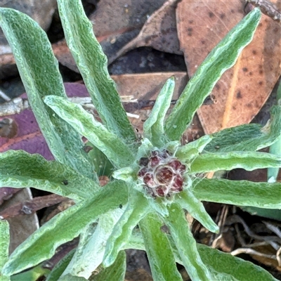 Gamochaeta calviceps (Narrowleaf Purple Everlasting) at Surf Beach, NSW - 1 Oct 2024 by Hejor1