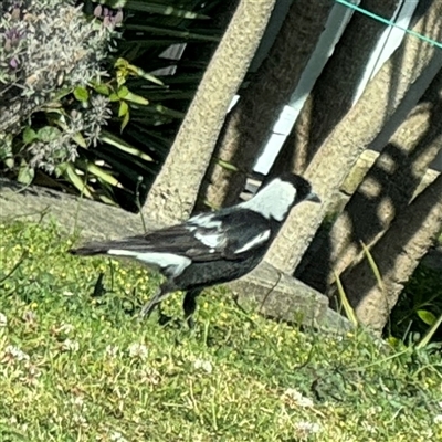 Gymnorhina tibicen (Australian Magpie) at Malua Bay, NSW - 1 Oct 2024 by Hejor1