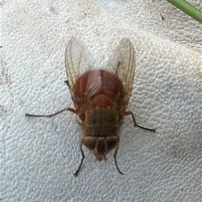 Calliphora ochracea (Reddish Brown blowfly) at Kangaroo Valley, NSW - 1 Oct 2024 by lbradley