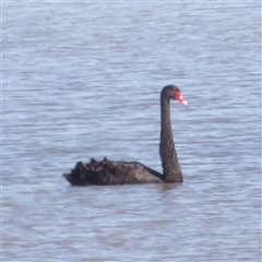 Cygnus atratus (Black Swan) at Lake Bathurst, NSW - 30 Sep 2024 by MatthewFrawley