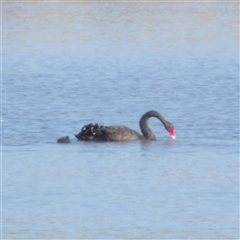 Cygnus atratus at Lake Bathurst, NSW - 1 Oct 2024