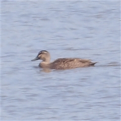 Anas superciliosa (Pacific Black Duck) at Lake Bathurst, NSW - 1 Oct 2024 by MatthewFrawley