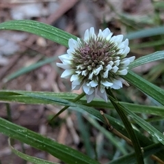 Trifolium repens (White Clover) at Watson, ACT - 1 Oct 2024 by AniseStar