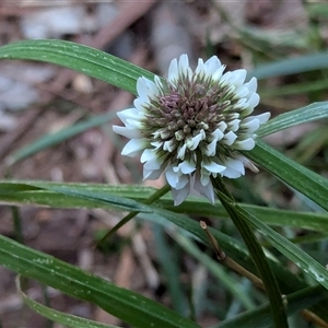 Trifolium repens at Watson, ACT - 1 Oct 2024 05:50 PM