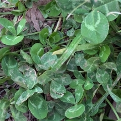 Trifolium repens at Watson, ACT - 1 Oct 2024 05:50 PM