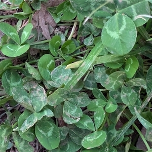 Trifolium repens at Watson, ACT - 1 Oct 2024