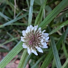 Trifolium repens at Watson, ACT - 1 Oct 2024