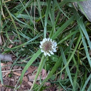 Trifolium repens at Watson, ACT - 1 Oct 2024