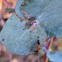 Camponotus consobrinus (Banded sugar ant) at Watson, ACT - 1 Oct 2024 by AniseStar