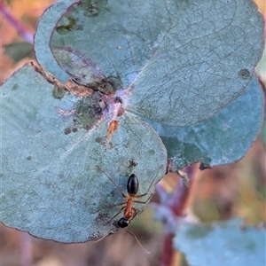 Camponotus consobrinus at Watson, ACT - 1 Oct 2024