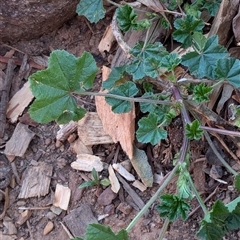 Malva neglecta (Dwarf Mallow) at Watson, ACT - 1 Oct 2024 by AniseStar