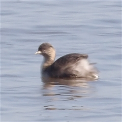 Poliocephalus poliocephalus (Hoary-headed Grebe) at Lake Bathurst, NSW - 1 Oct 2024 by MatthewFrawley