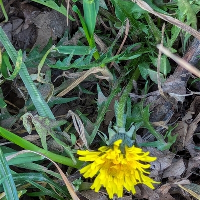 Taraxacum sect. Taraxacum (Dandelion) at Watson, ACT - 1 Oct 2024 by AniseStar