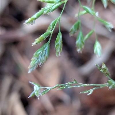 Poa sp. (A Snow Grass) at Watson, ACT - 1 Oct 2024 by AniseStar