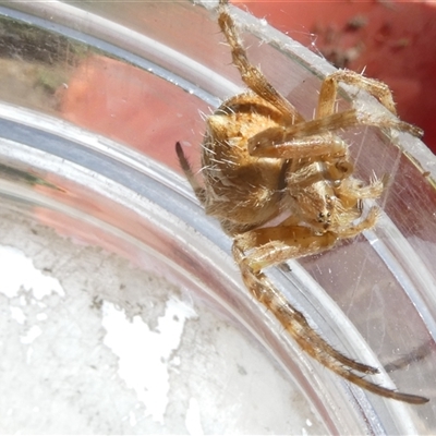 Socca pustulosa (Knobbled Orbweaver) at Belconnen, ACT - 1 Oct 2024 by JohnGiacon