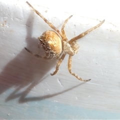 Socca pustulosa at Belconnen, ACT - 1 Oct 2024