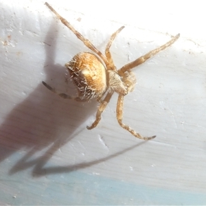 Socca pustulosa at Belconnen, ACT - 1 Oct 2024