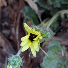 Arctotheca calendula (Capeweed, Cape Dandelion) at Watson, ACT - 1 Oct 2024 by AniseStar