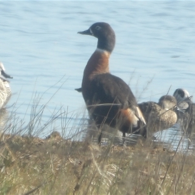 Tadorna tadornoides (Australian Shelduck) at Lake Bathurst, NSW - 30 Sep 2024 by MatthewFrawley