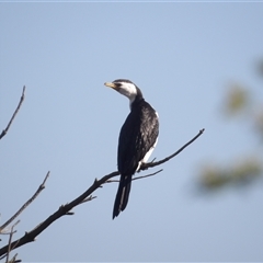 Microcarbo melanoleucos (Little Pied Cormorant) at Lake Bathurst, NSW - 1 Oct 2024 by MatthewFrawley