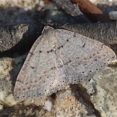 Taxeotis reserata (A Geometer moth) at Moruya, NSW - 30 Sep 2024 by LisaH