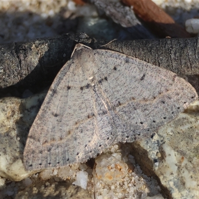 Taxeotis reserata (A Geometer moth) at Moruya, NSW - 30 Sep 2024 by LisaH