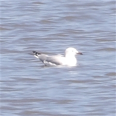 Chroicocephalus novaehollandiae (Silver Gull) at Lake Bathurst, NSW - 30 Sep 2024 by MatthewFrawley