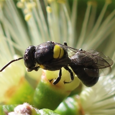 Hylaeus nubilosis by LisaH