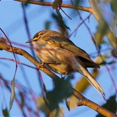 Caligavis chrysops (Yellow-faced Honeyeater) at Ainslie, ACT - 28 Sep 2024 by jb2602